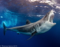   Zapata aka Bruce sings his supper during shark feed Guadeloupe Island. Island  